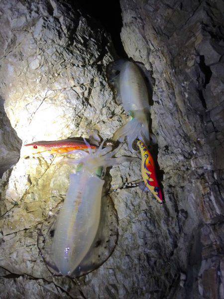 烏賊は何処へ・・・