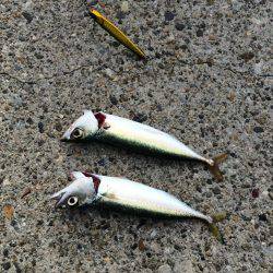 東二見人工島でライトショアジギング