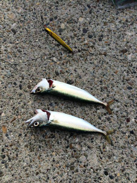 東二見人工島でライトショアジギング