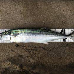 サゴシ接岸してます!