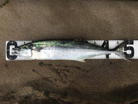 サゴシ接岸してます!