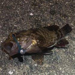 魚種が豊富な1時間❗️