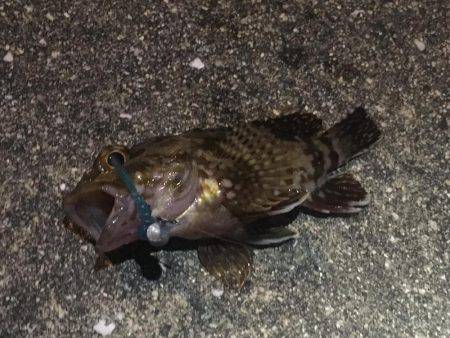 魚種が豊富な1時間❗️