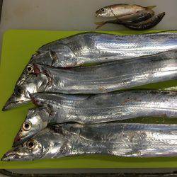 サゴシ&太刀魚パトロール