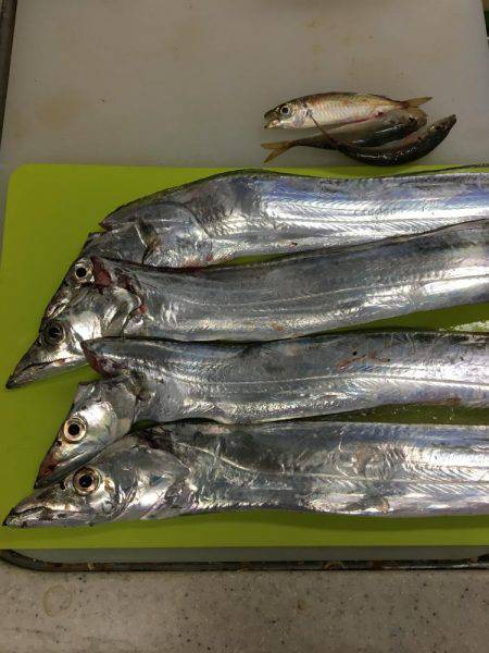 サゴシ&太刀魚パトロール