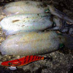 ちょいマシサイズ♬