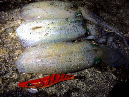 ちょいマシサイズ♬