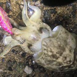 雨でも釣れました❗️