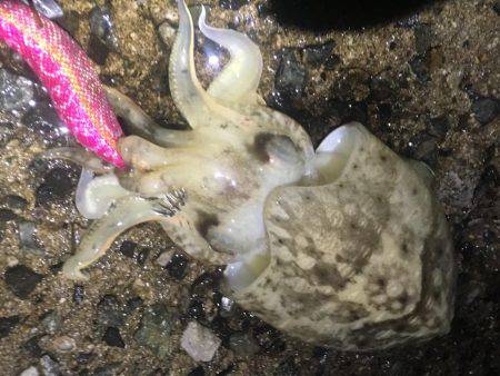 雨でも釣れました❗️