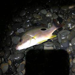 久しぶりのコロタマ