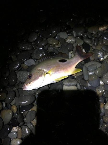 久しぶりのコロタマ