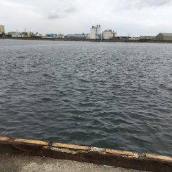 夏タチの数釣り