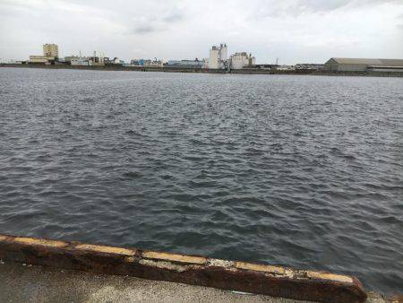 夏タチの数釣り