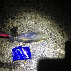 ナイトエギング