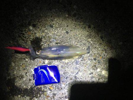 ナイトエギング