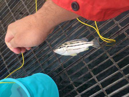 カゴ釣りでチヌ キビレ