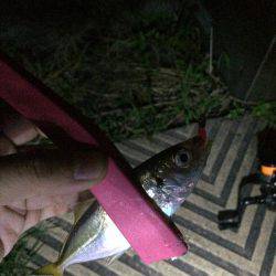 風はあったけど面白かった‼️