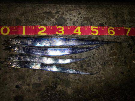 忠岡にもタチウオ到来！