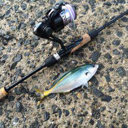 小さな高級魚 タカベ