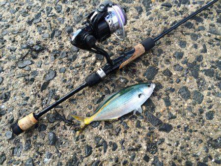 小さな高級魚 タカベ