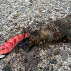 ちょいランガン