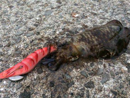 ちょいランガン