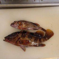 青物じゃなく底物