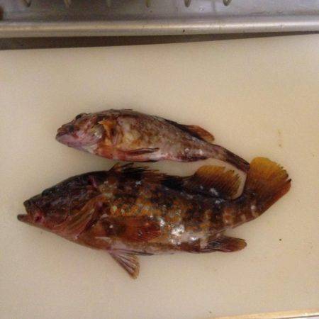 青物じゃなく底物