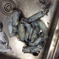 アジング＆エギング