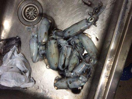 アジング＆エギング