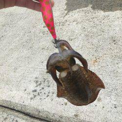 今年初アオリイカ