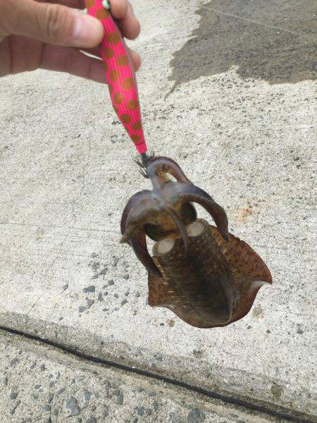 今年初アオリイカ