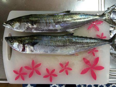 北港周辺で朝練