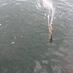 台風前にエギング