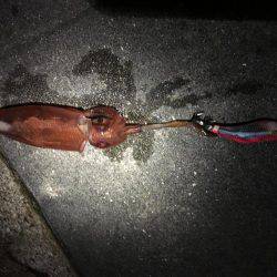 ケンサキイカまだ居る