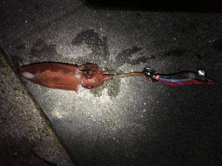 ケンサキイカまだ居る