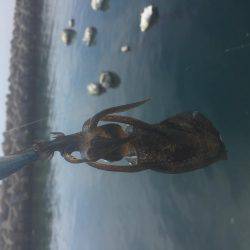 お散歩エギング♪