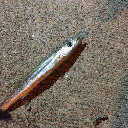 シャクリシャクリ&ライトライト