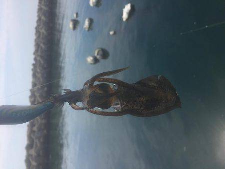 お散歩エギング♪