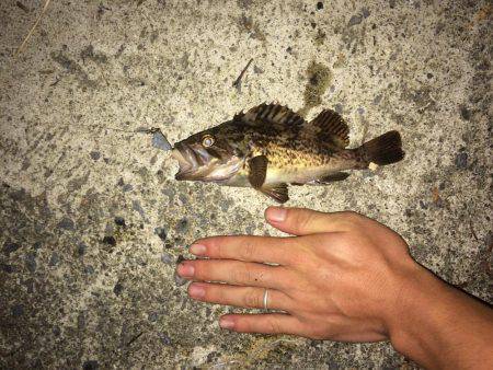 ライトタックルでお手軽ナイトロ