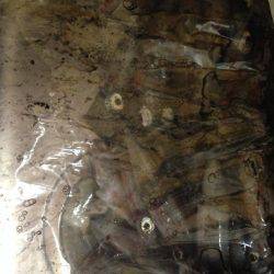 ケンサキさんこんにちは