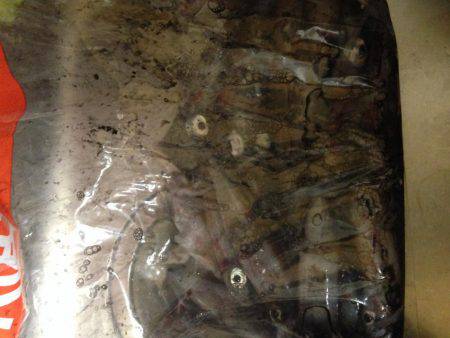 ケンサキさんこんにちは