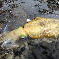 中紀デイエギング