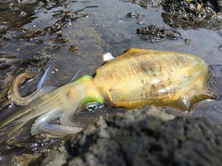 中紀デイエギング