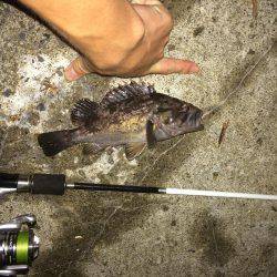 手のひらサイズのソイ好調