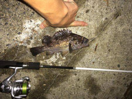 手のひらサイズのソイ好調