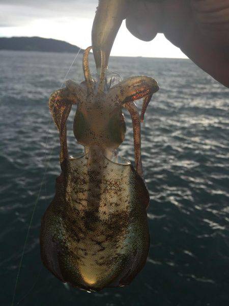 今日は月が明るいです(○´3`○)ノ