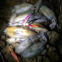 ナイトエギング