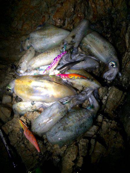 ナイトエギング