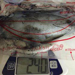 田ノ浦漁港エギング14回目